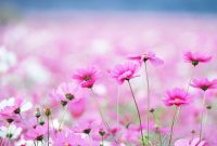 Flower Desktop Wallpapers - Top Free Flower Desktop Backgrounds ... What Are The Best Practices For Product Photography Online?