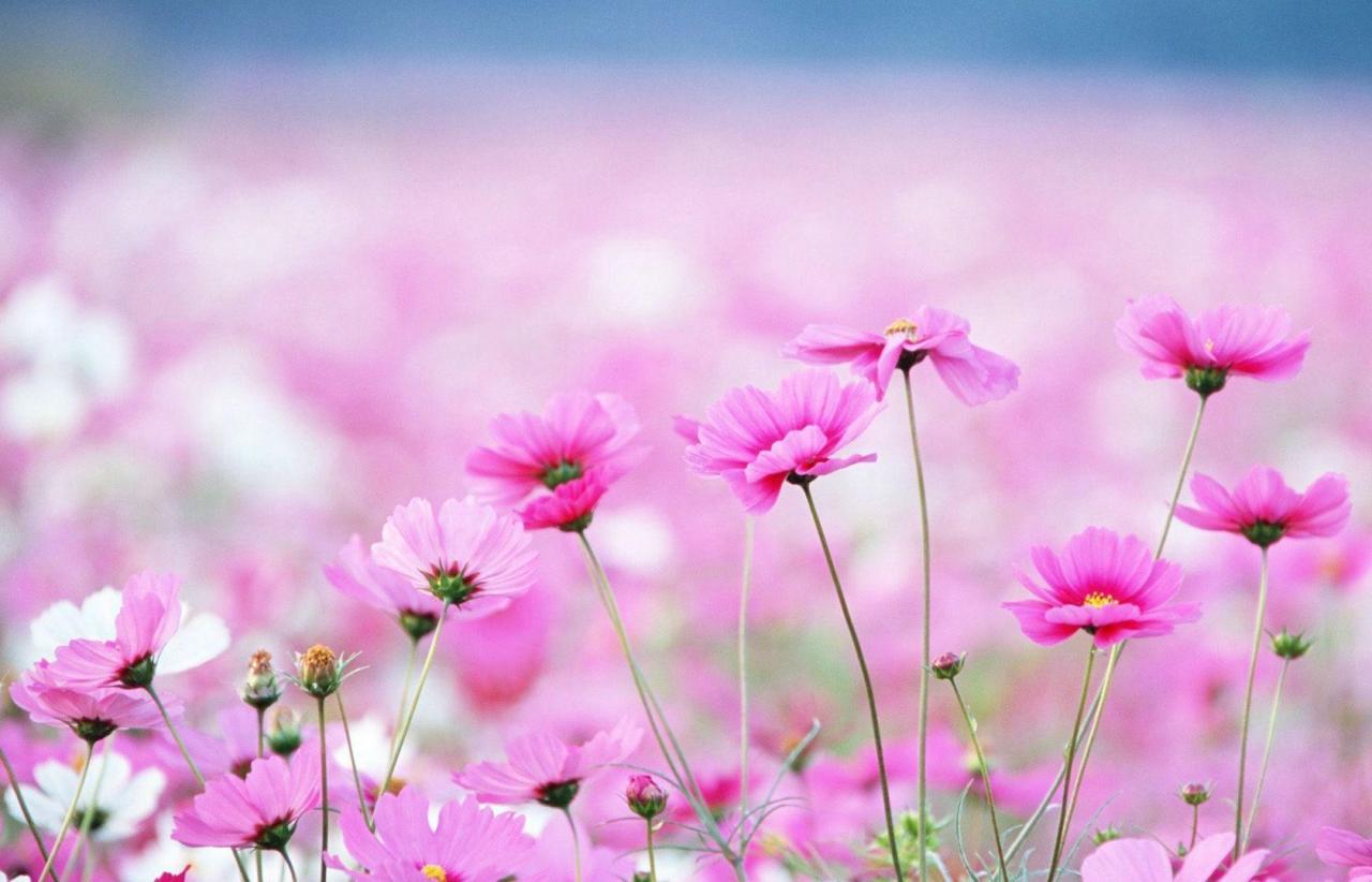 Flower Desktop Wallpapers - Top Free Flower Desktop Backgrounds ... What Are The Best Practices For Product Photography Online?